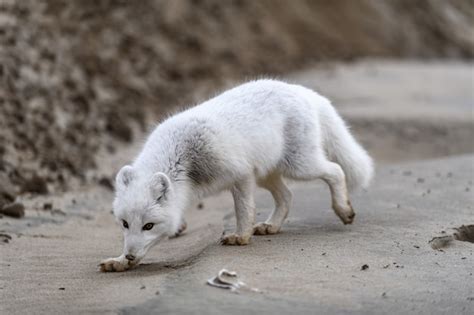 Raposa Do Rtico Vulpes Lagopus Na Tundra Selvagem Raposa Do Rtico