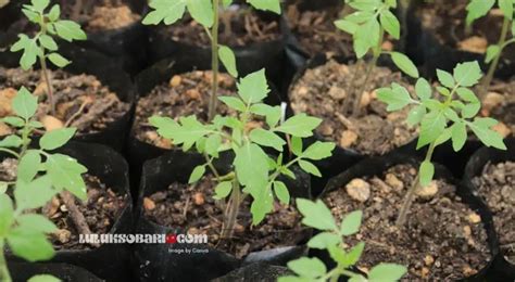 6 Manfaat Polybag Tanaman Untuk Kebutuhan Berkebun Di Lahan Sempit