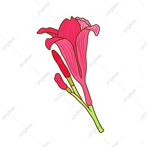 Pink Lily Vector Hd Png Images Hand Drawn Pink Lilies Vector