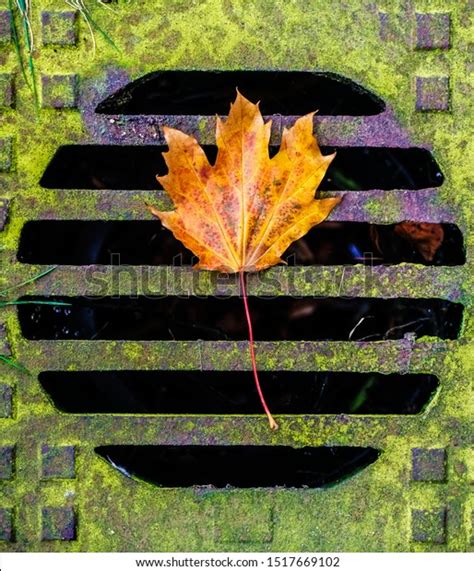 Water Drain Blocked Leaves Drain Cover Stock Photo 1517669102