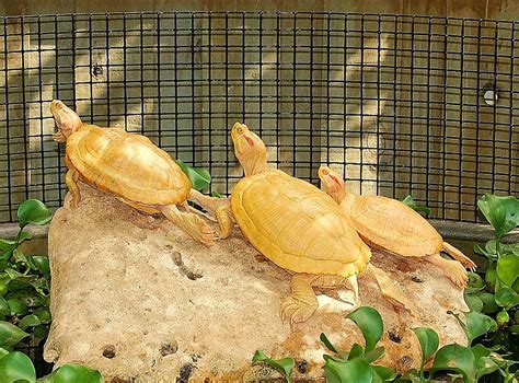 Albino Red Eared Sliders For Sale The Turtle Source