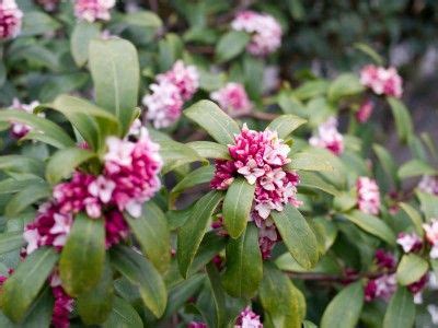 Daphne Plant Care - How To Get Winter Daphnes To Bloom | Daphne plant ...