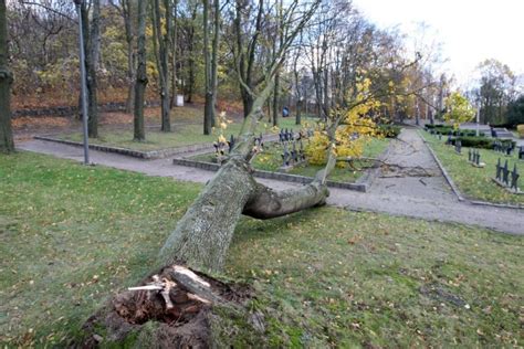 Wichura Przewr Ci A Drzewo Na Groby W Red Owie Zdj Cia Gdynia Nasze