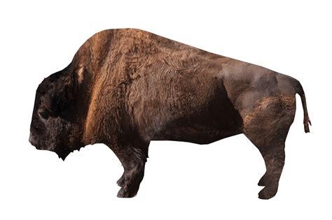Bison Free 3d Model On
