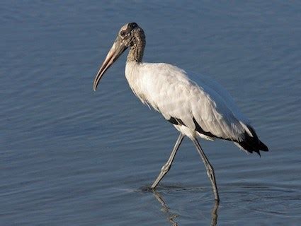 Wood Stork, Identification, All About Birds - Cornell Lab of Ornithology