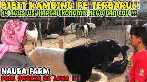 HARGA 2 3 JUTA DAPET KAWINAN RENCONG FREE ONGKIR SE JAWA Kambing PE