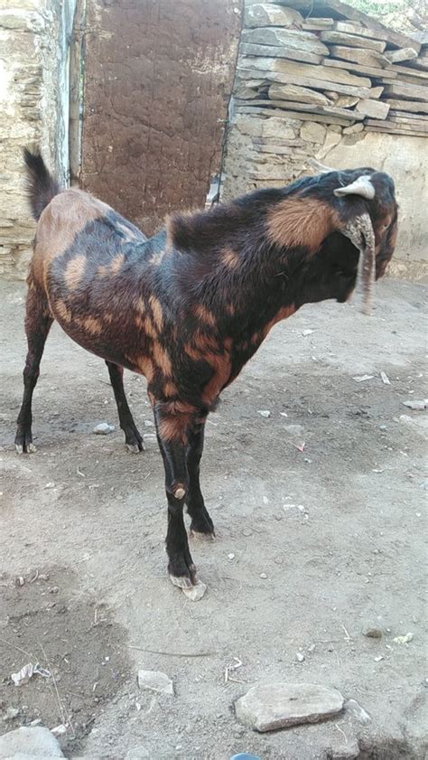 2 Year Brown Sirohi Male Goat Meat Weight 50 Kg At Rs 340 Kg In Ajmer