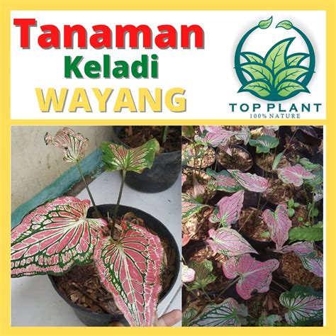 Jual Tanaman Hias Bunga Keladi Wayang Caladium Thai Beauty Caladium