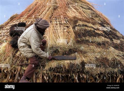 Africa Ethiopia Omo River Region Putting A Thatch Roof On A Hut In