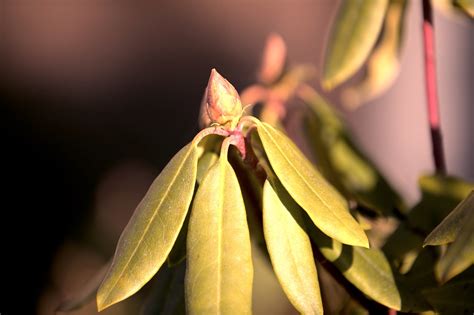 Waarom Krijgt Mijn Rhododendron Geel Blad KleineTuinen Nl