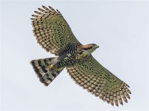 Ornate Hawk Eagle Flying