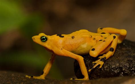 Golden Poison Frog | Animal Wildlife