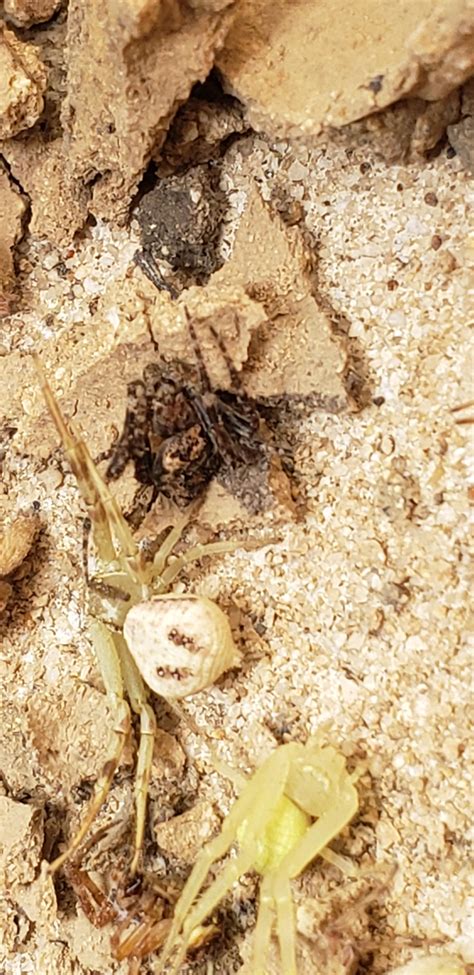 Inside a mud nest : r/arachnids