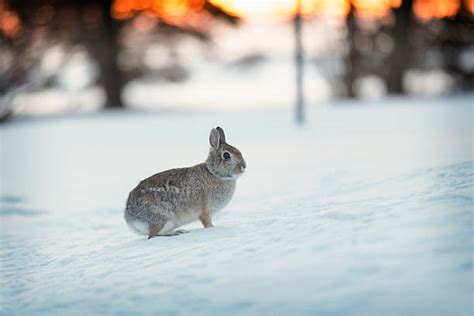 Snow Bunny Stock Photos Pictures And Royalty Free Images Istock