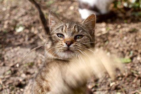 Le Chat De Goutti Re Race Chat De Goutti Re Ge Flickr