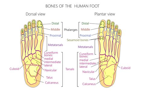 Phalanges Of The Foot Understanding Their Anatomy