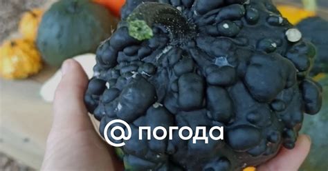 В Ботаническом саду Воронежа выросла чёрная бородавчатая тыква - Погода ...