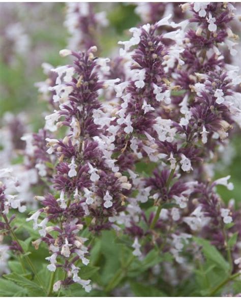 Buy Rare Unusual Exciting Plants Hayloft Nepeta Grandiflora Dawn