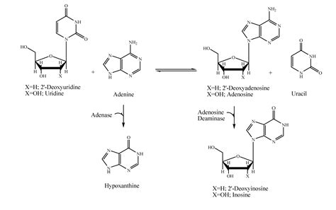 Molecules Free Full Text Thermus Thermophilus Strains Active In