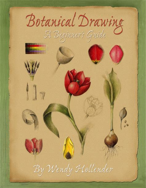 Botanical Drawing A Beginner S Guide New Edition Draw Botanical LLC