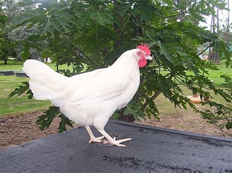 White Leghorn Point Of Lays Vaccinated Hens Breedwhite Leghorn