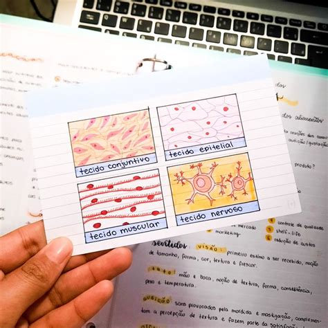 Tecidos Conjuntivo Epitelial Muscular Nervoso Resumo Biologia