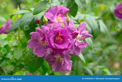 Purple Rose Stock Photo Image Of Roses Range Following 47853010