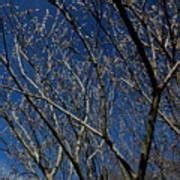 Pussy Willow Tree Photograph By Betsy Cullen Pixels