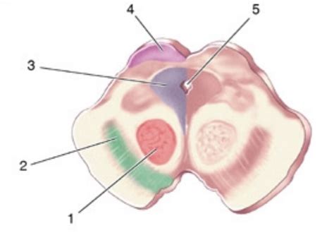Neur Neuroanatomy Worksheet Rostral Midbrain Diagram Quizlet