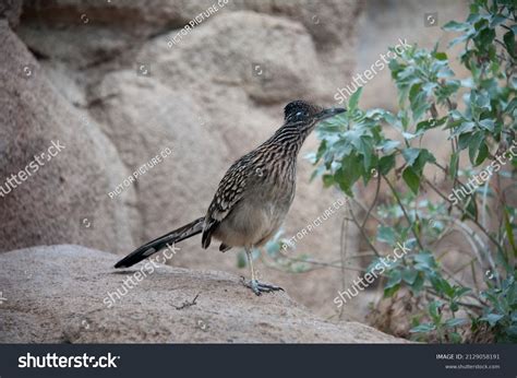 4 Wiley Coyote Roadrunner Images, Stock Photos, 3D objects, & Vectors ...