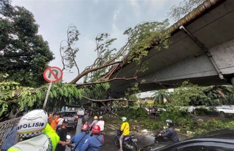 Diguyur Hujan Lebat Dan Angin Kencang Pohon Di Jakarta Tumbang