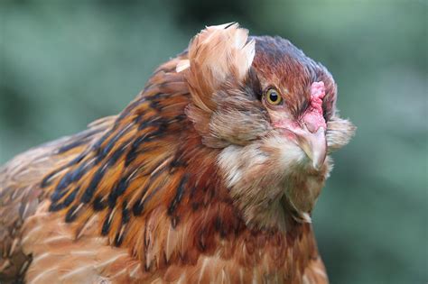 Gallina Araucana O Gallina Mapuche Características Cuidados Y Fotos