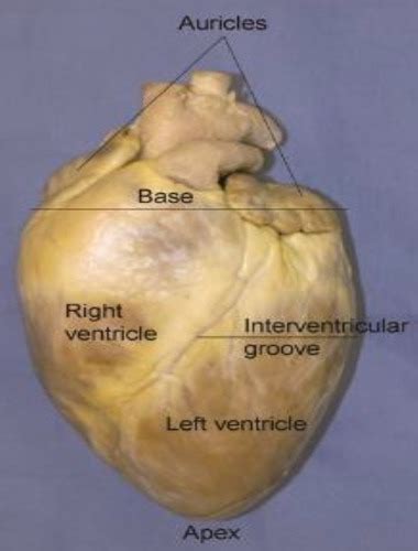 Cardiac Flashcards Quizlet