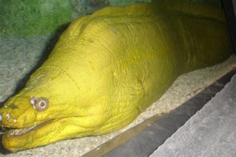 Green Moray Eel