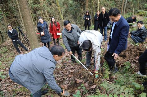 贵州七星关：10万余亩林下仿野生天麻大丰收发展种植产业