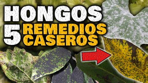 Elimina Efectivamente El Moho Blanco En Las Plantas Con Estos Consejos