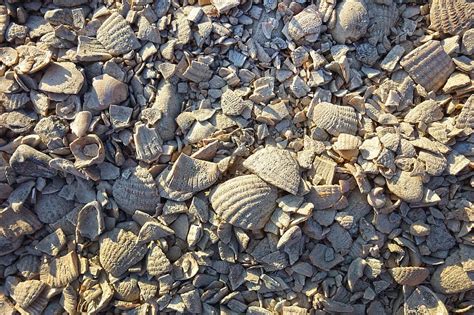 Crushed Shells Seashell Gravel Surface Covering Footpath Garden Driveway Pikist