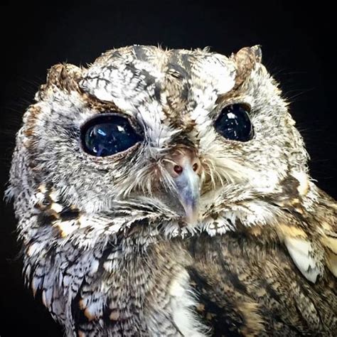 Blind Owl And The Starry Universe In Her Eyes My Interests