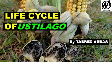 Life Cycle Of Ustilago B Sc M Sc Entrance Reproduction Youtube