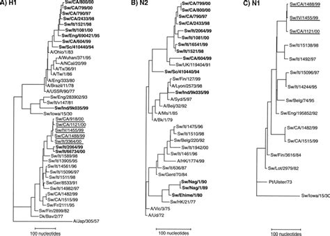 Phylogenetic Relationships Between The Ha And Na Genes Of H1n1 And H1n2