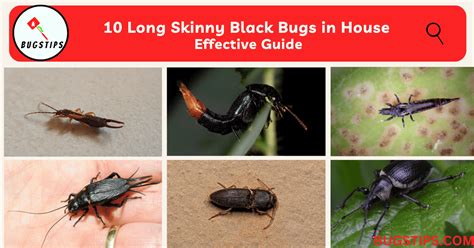 10 Long Skinny Black Bugs In House Effective Guide Bugstips