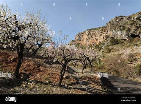 Site Of Neolithic Macro Schematic Rock Art Pla De Petracos Castell