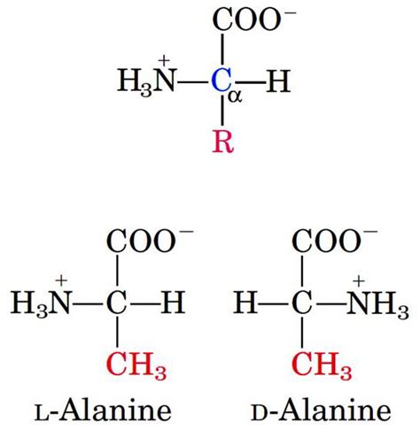 Amino Acids Structure And Functional Group Properties Biotech Mcq