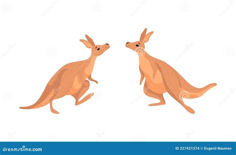 Brown Kangaroo Marsupial Animal With Powerful Hind Legs And Pouch