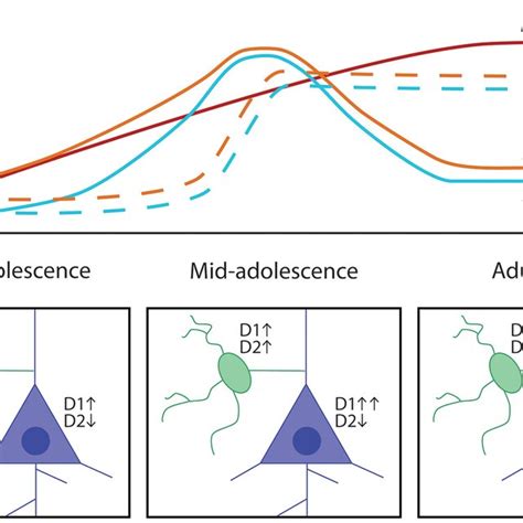 Mesocorticolimbic Dopamine System Organization A Two Dimensional