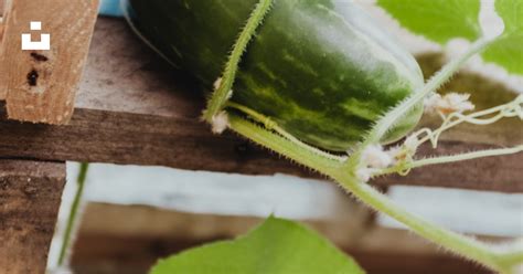 Zuccini With Leaves Photo Free Cucumber Image On Unsplash