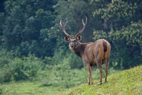 The Corbett Foundation Blog Conserve Sambar Conserve Tigers