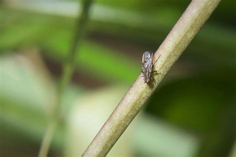 Root Maggot Flies From Bioparque 37000 Melo Departamento De Cerro