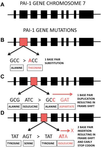 A Systematic Review Of The Plasminogen Activator System In The