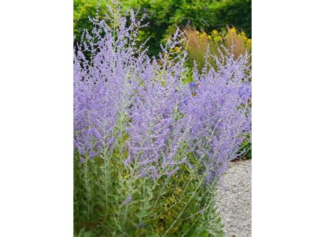 Perovskia Atriplicifolia Blue Spire Bulbi Nl